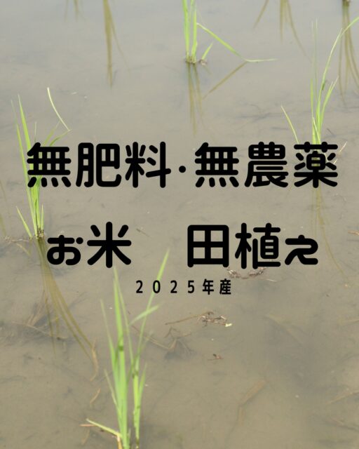 今年の田植えが、一段落しました。
お米づくりでは「苗半作」という言葉があり、良い苗を作ることができるかどうかで、その年の作柄・収量の半分が決まる大事な工程になります。
無事、苗も元気に育ってくれ、田植えが終え、気持ちも一段落です。
#農業
#米
#お米
#水稲
#水稲農家
#無肥料無農薬
#無肥料
#無農薬
#無農薬米
#自然栽培
#自然栽培米
#苗
#田植え
#兵庫
#三木市