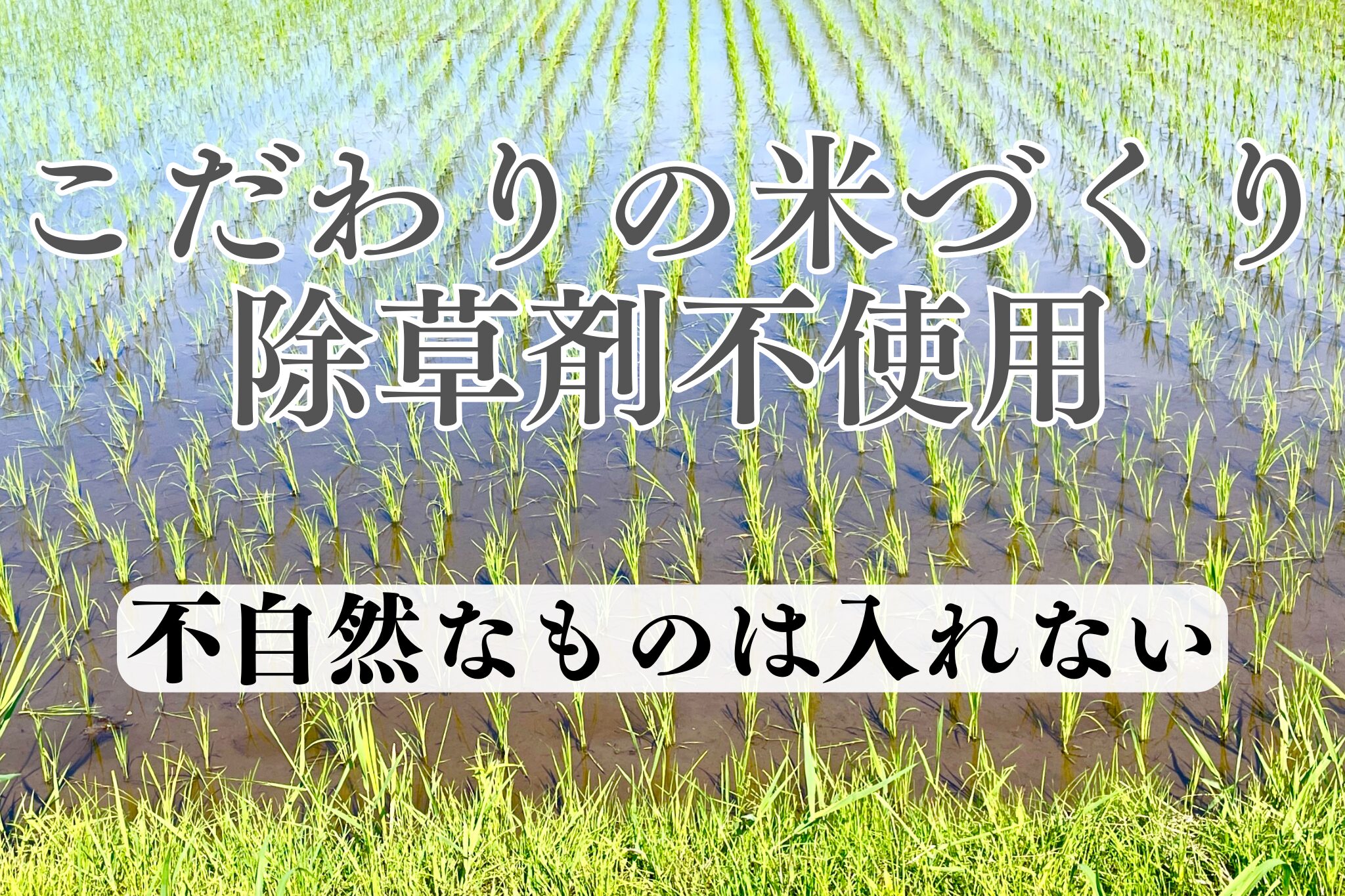 除草剤不使用　自然栽培米のこだわり