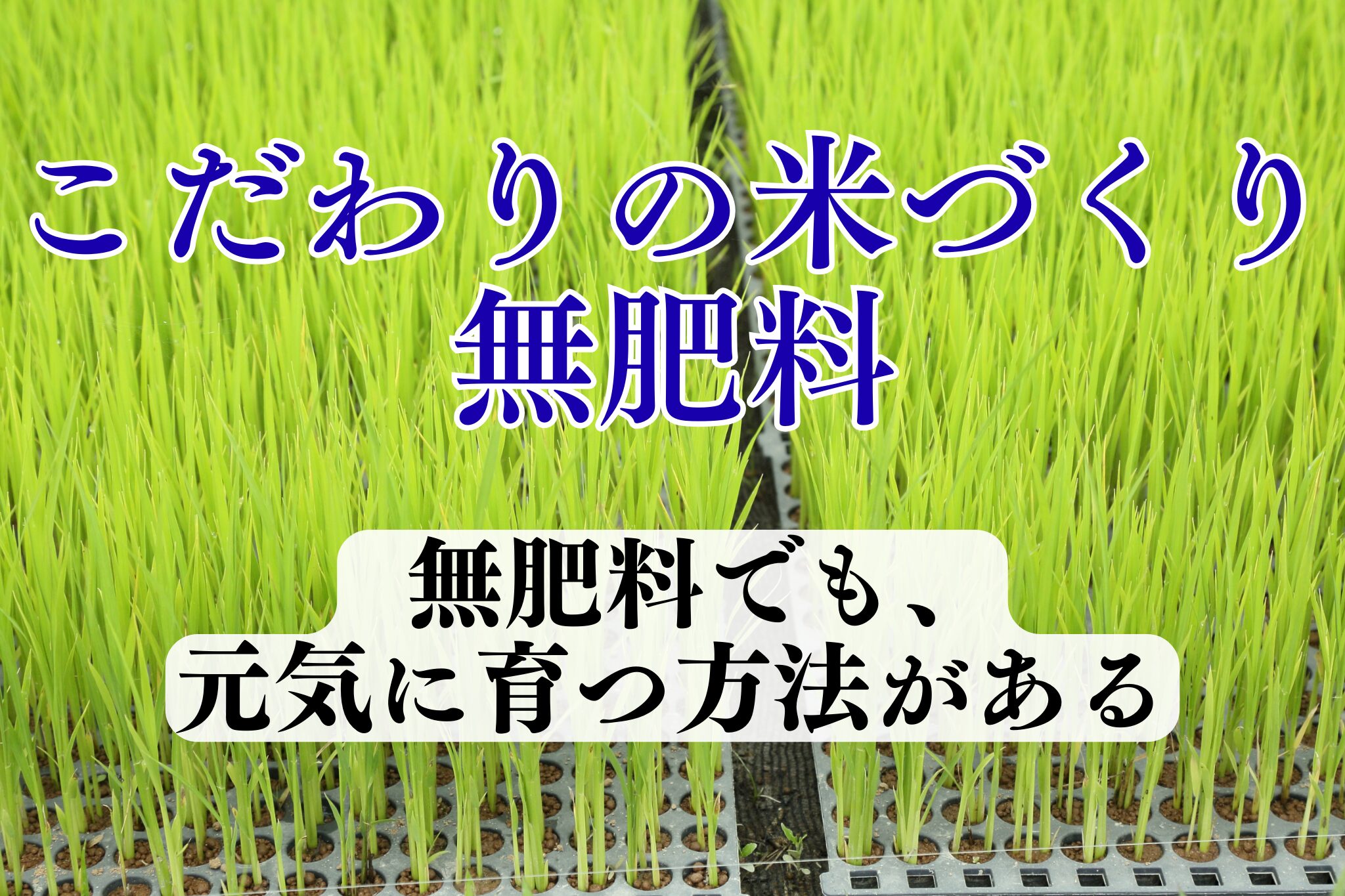 無肥料　自然栽培米のこだわり