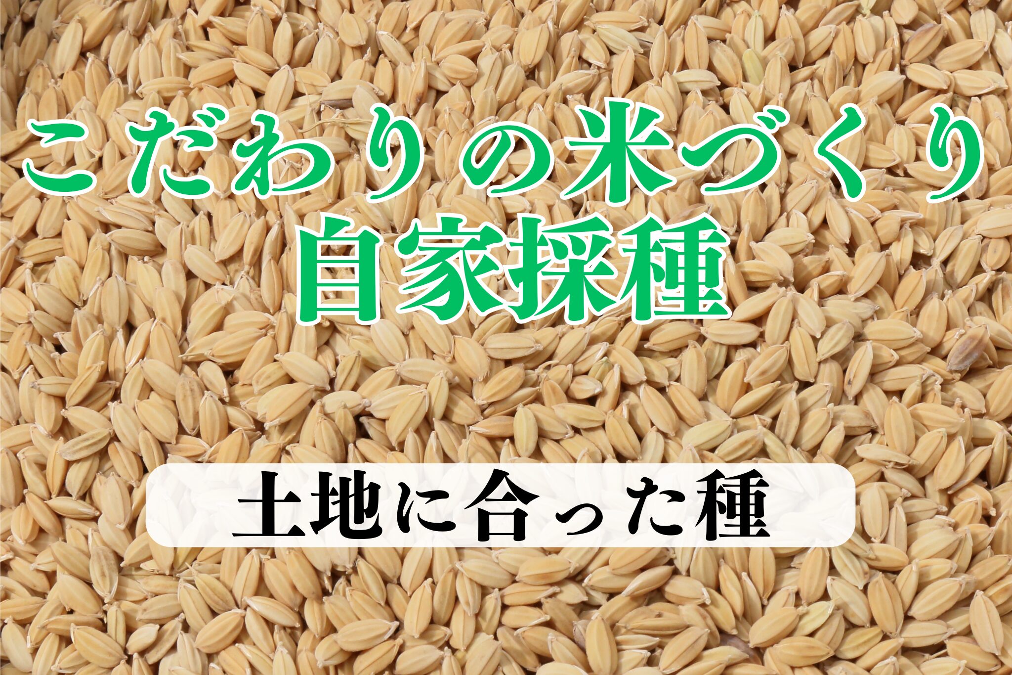 自家採種　自然栽培米のこだわり