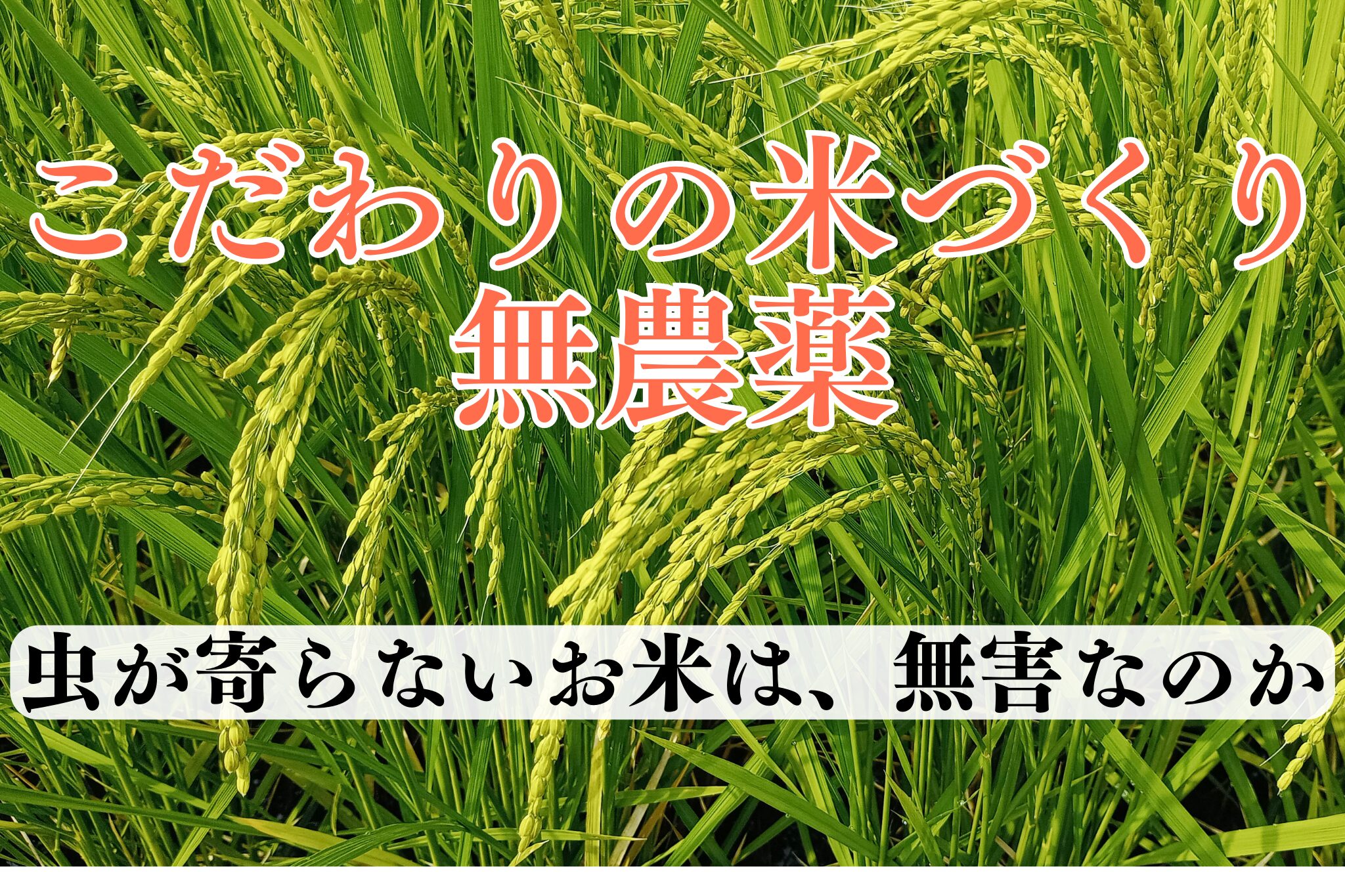 無農薬　自然栽培米のこだわり