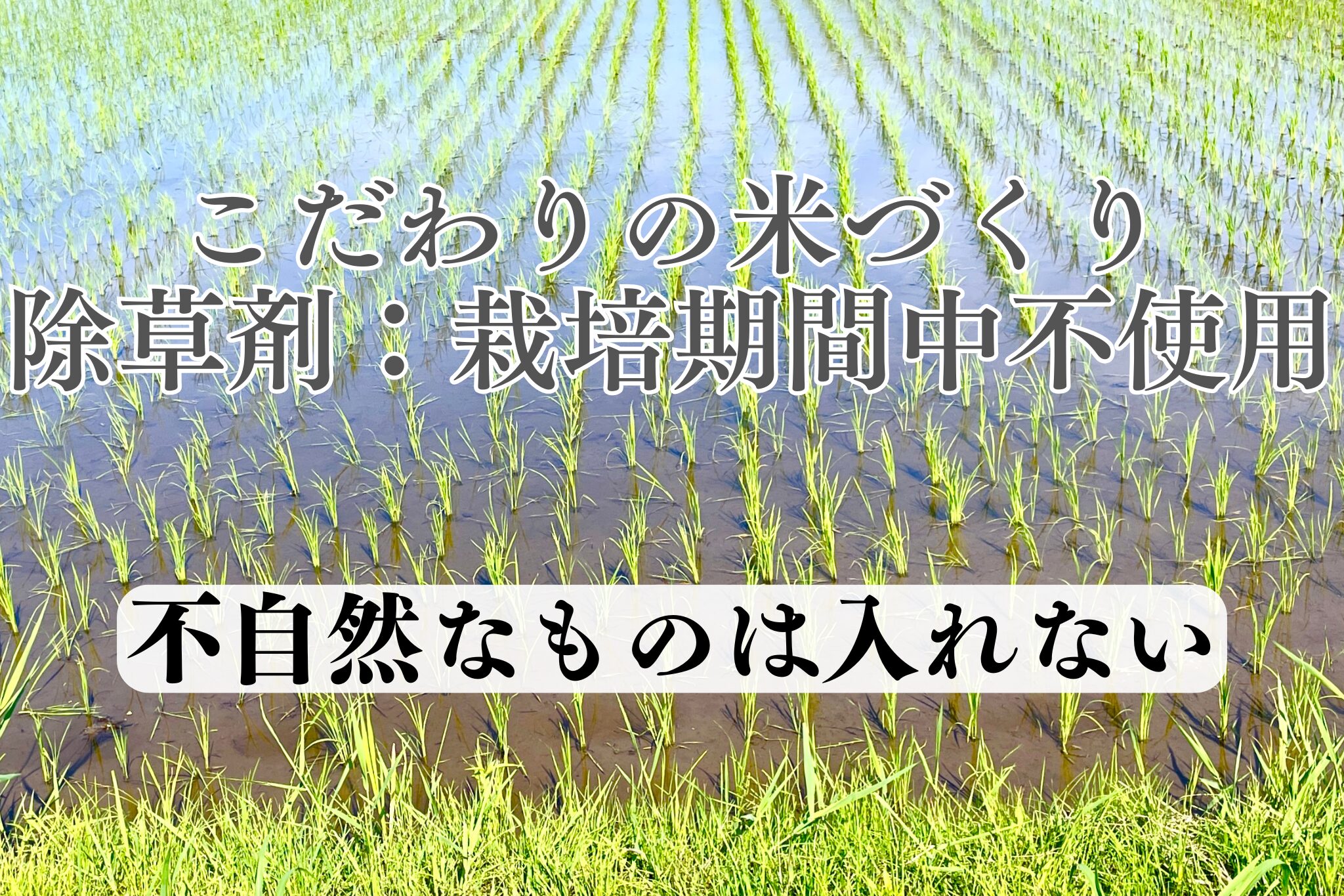 除草剤不使用　自然栽培米のこだわり