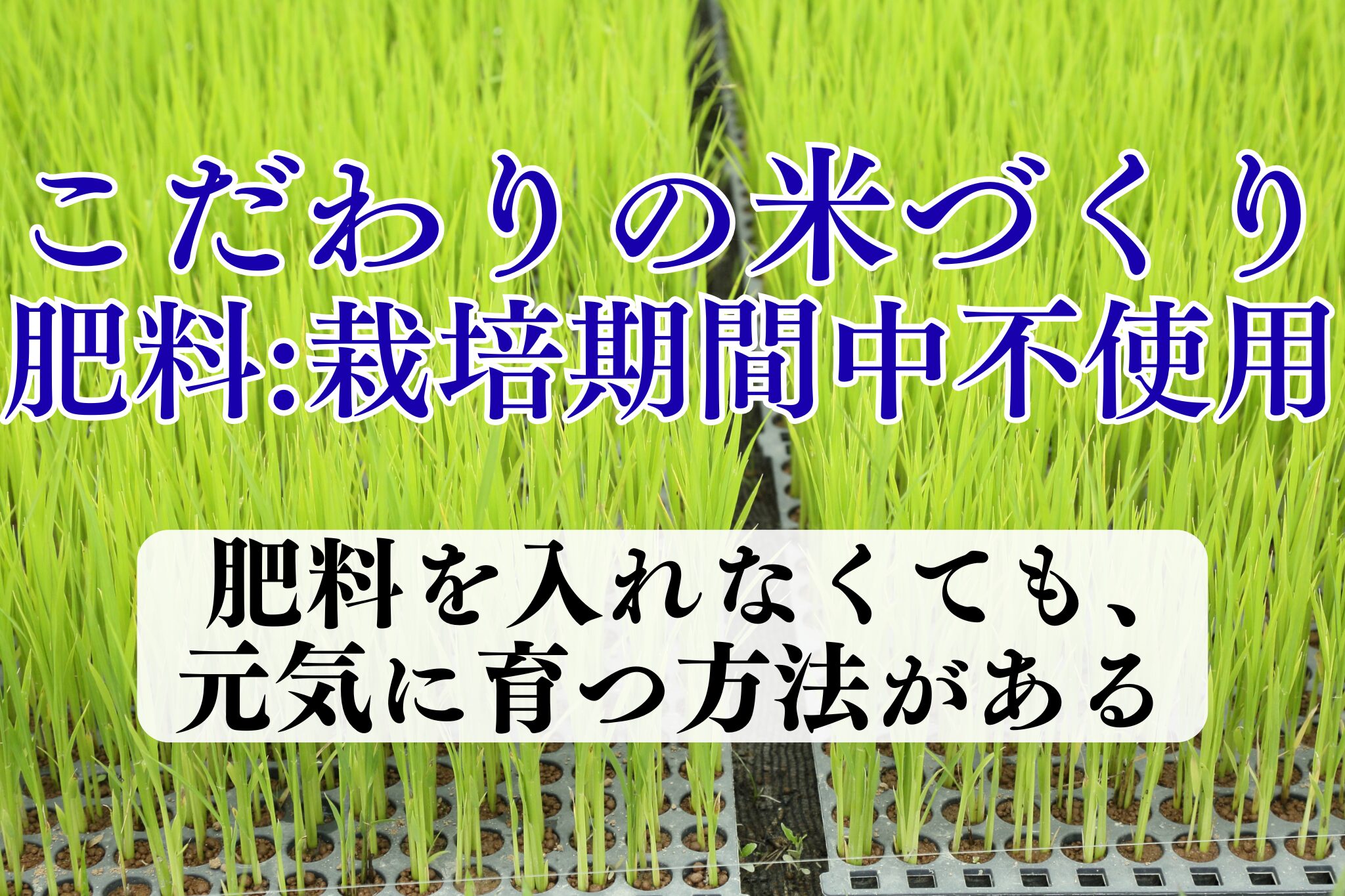 無肥料　自然栽培米のこだわり