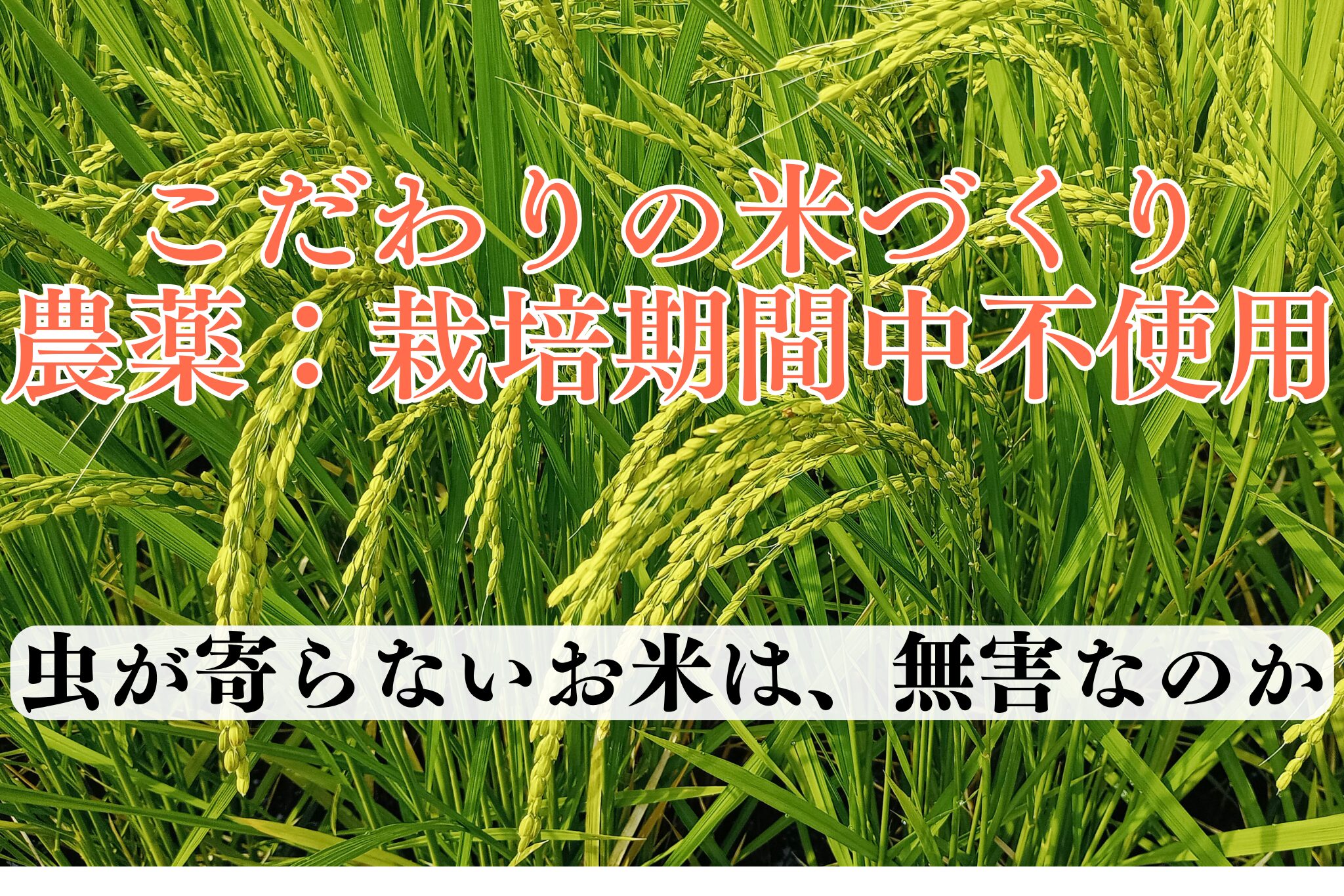 無農薬　自然栽培米のこだわり